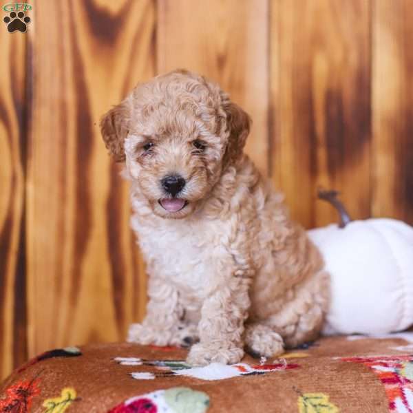 Cece, Mini Goldendoodle Puppy