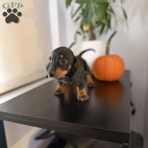 Poppy, Dachshund Puppy