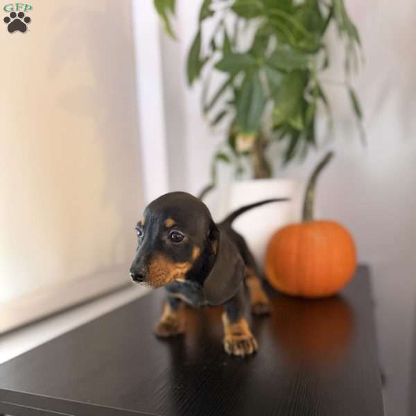 Poppy, Dachshund Puppy