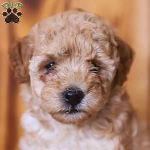 Cece, Mini Goldendoodle Puppy