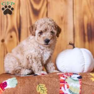 Cece, Mini Goldendoodle Puppy