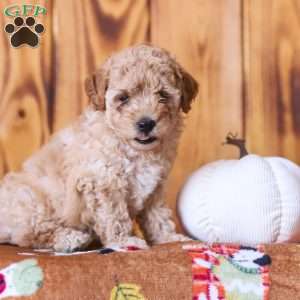 Cece, Mini Goldendoodle Puppy