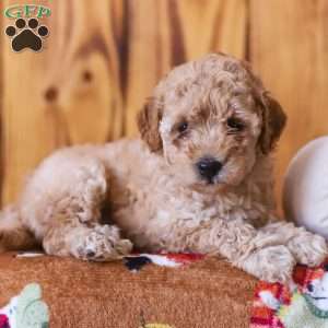 Cece, Mini Goldendoodle Puppy