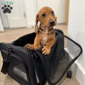 Frankie, Dachshund Puppy