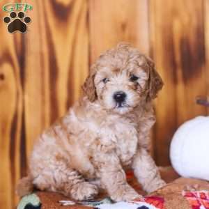 Chip, Mini Goldendoodle Puppy
