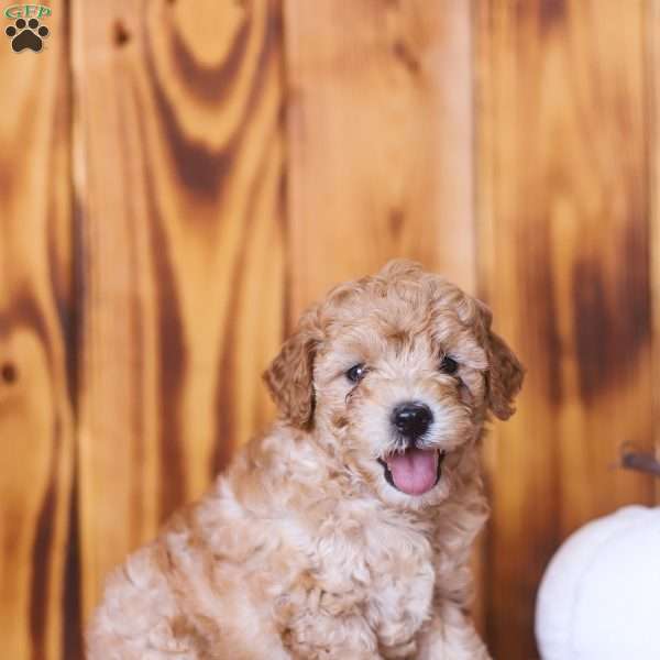 Chip, Mini Goldendoodle Puppy