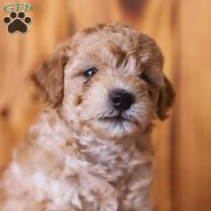 Chip, Mini Goldendoodle Puppy
