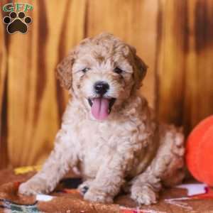 Chip, Mini Goldendoodle Puppy