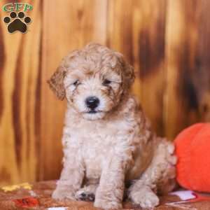Chip, Mini Goldendoodle Puppy