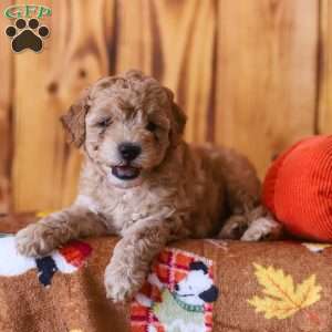 Chip, Mini Goldendoodle Puppy