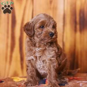 Ciara, Mini Goldendoodle Puppy