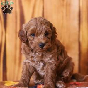 Ciara, Mini Goldendoodle Puppy