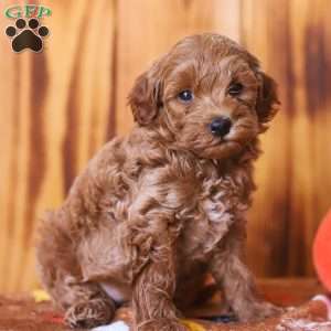 Ciara, Mini Goldendoodle Puppy