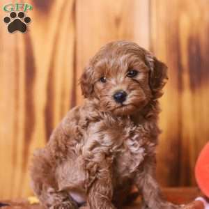 Ciara, Mini Goldendoodle Puppy