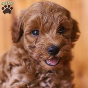Ciara, Mini Goldendoodle Puppy