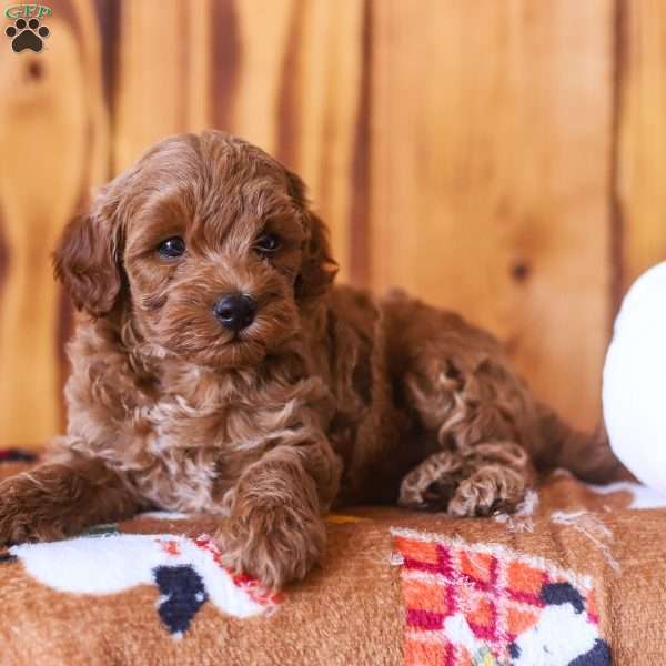Ciara, Mini Goldendoodle Puppy