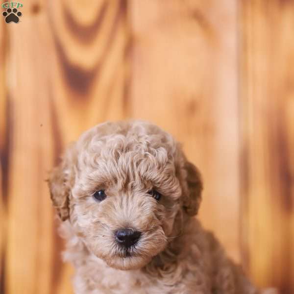 Claire, Mini Goldendoodle Puppy
