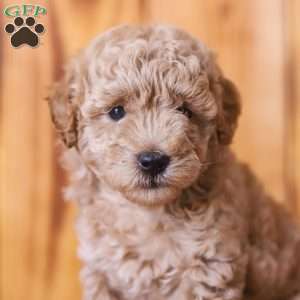 Claire, Mini Goldendoodle Puppy