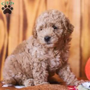 Claire, Mini Goldendoodle Puppy