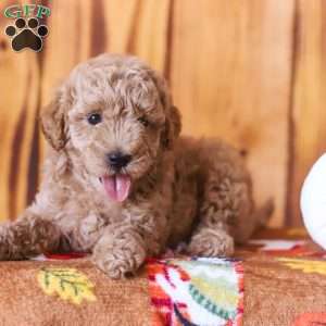 Claire, Mini Goldendoodle Puppy