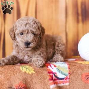 Claire, Mini Goldendoodle Puppy