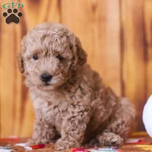 Claire, Mini Goldendoodle Puppy