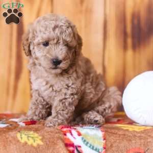 Claire, Mini Goldendoodle Puppy