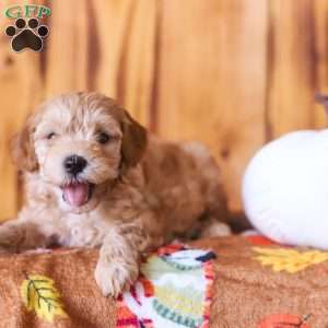 Charlie, Mini Goldendoodle Puppy