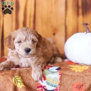 Charlie, Mini Goldendoodle Puppy