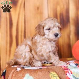 Charlie, Mini Goldendoodle Puppy