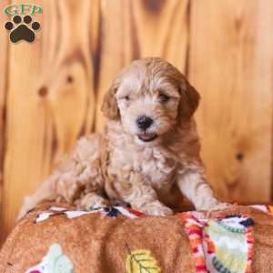 Charlie, Mini Goldendoodle Puppy