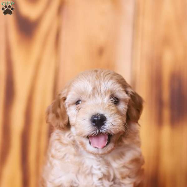 Charlie, Mini Goldendoodle Puppy