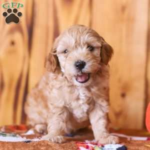 Charlie, Mini Goldendoodle Puppy