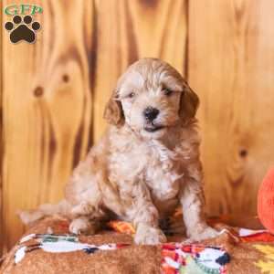 Charlie, Mini Goldendoodle Puppy