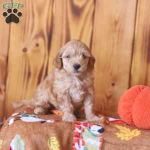 Charlie, Mini Goldendoodle Puppy