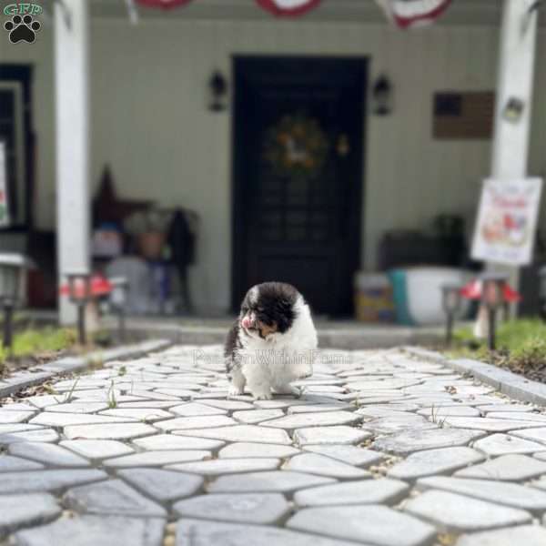 Little Mars, Pomeranian Puppy