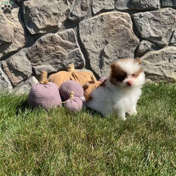 Ryder, Pomeranian Puppy