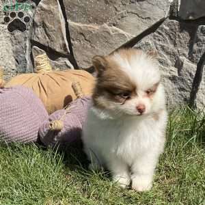 Ryder, Pomeranian Puppy