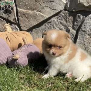 Theo, Pomeranian Puppy