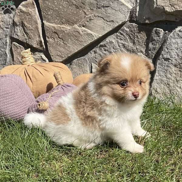 Theo, Pomeranian Puppy