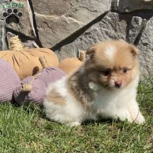 Theo, Pomeranian Puppy