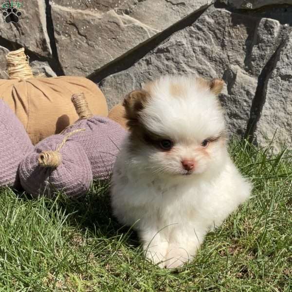 Rocky, Pomeranian Puppy