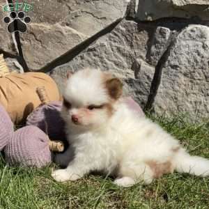 Rocky, Pomeranian Puppy