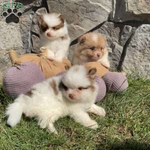 Rocky, Pomeranian Puppy