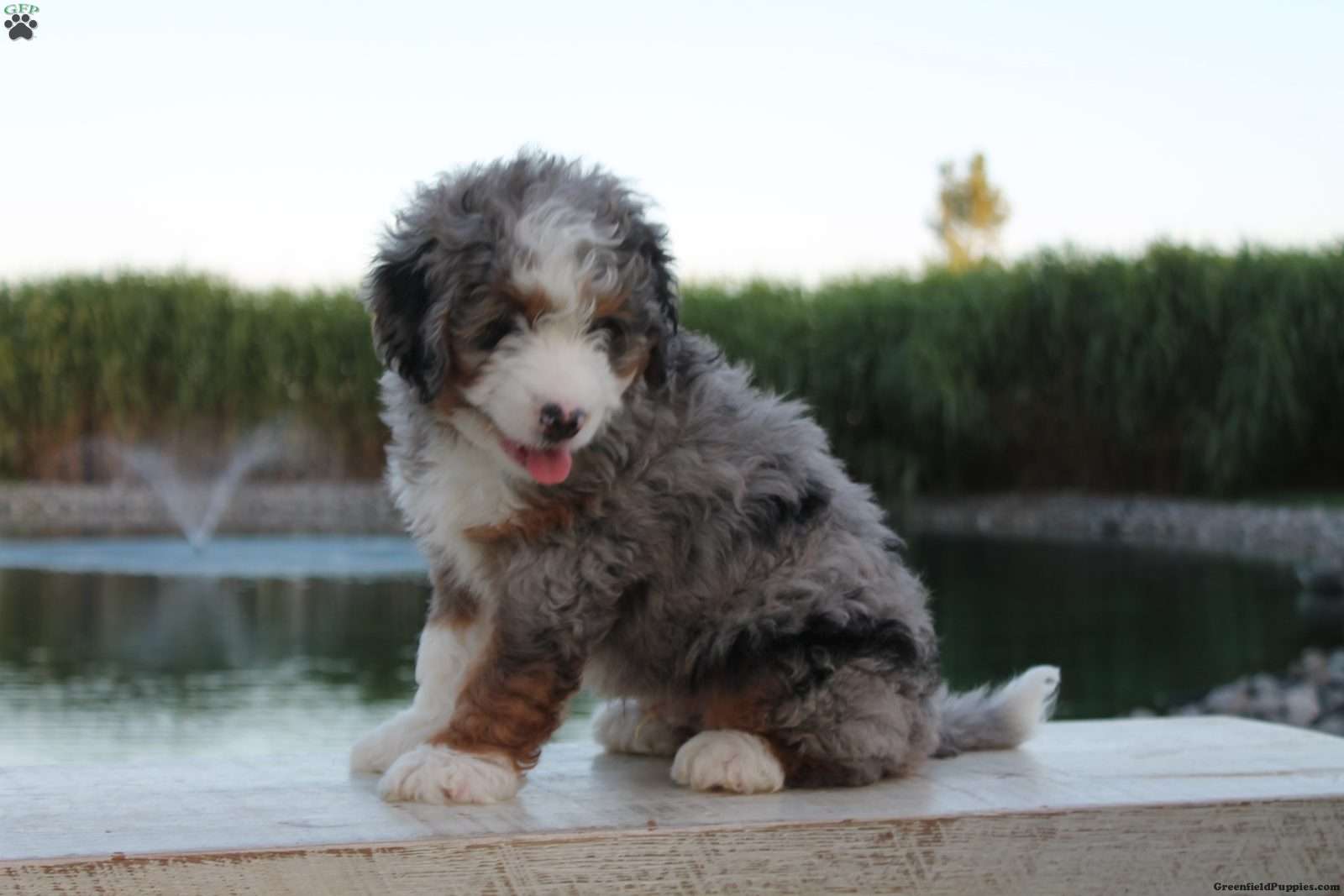 Jake (Doodle / designer cross, Male) in Lima, OH
