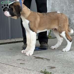 Boogie, Saint Bernard Puppy