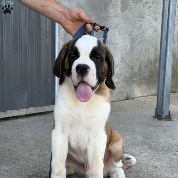 Boogie, Saint Bernard Puppy