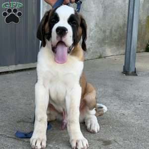 Boogie, Saint Bernard Puppy