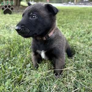 Sherlock Holmes, Belgian Malinois Puppy