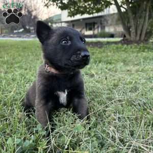 Sherlock Holmes, Belgian Malinois Puppy